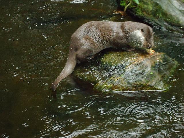 Damenfahrt Otterzentrum 030.jpg